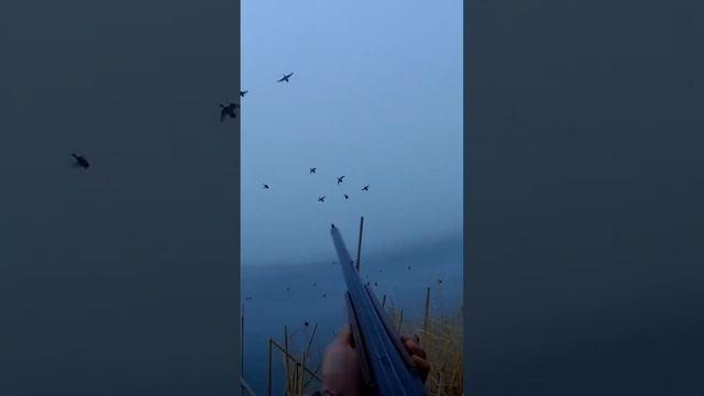 охота 8#утки #duck смотреть онлайн