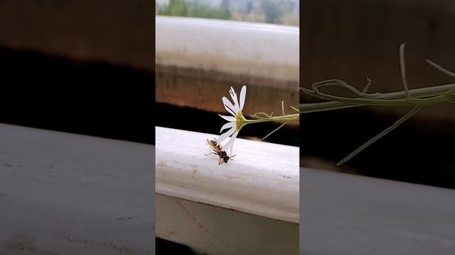 🐝Оса🐝 смотреть онлайн