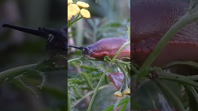 Slug in the tansy 💚 смотреть онлайн