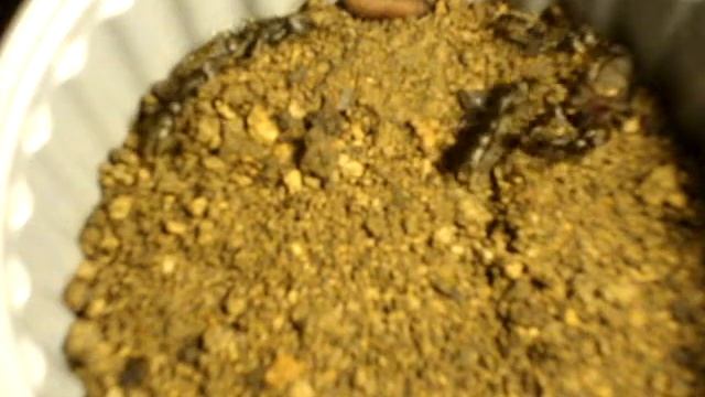 Dinoponera longipes расправляются с пауком смотреть онлайн