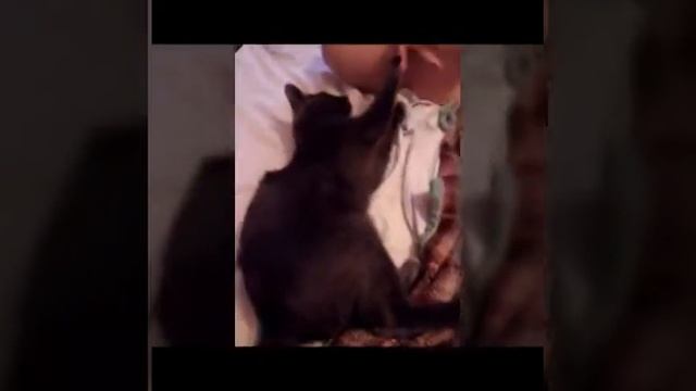 Кошака-кусака смотреть онлайн