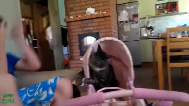 Кошка сошла с ума!!! смотреть онлайн