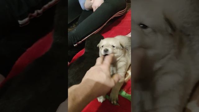 Маламутки дети Аляскинского Маламута смотреть онлайн