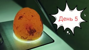 Овоскопирование перепелиных яиц. Инкубация перепелиных яиц
