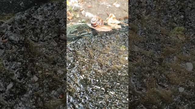 Виноградная улитка 🐌 #мишка #улитка смотреть онлайн
