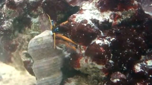 calcinus смотреть онлайн