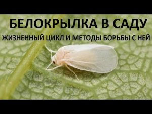 Как избавиться от белокрылки.