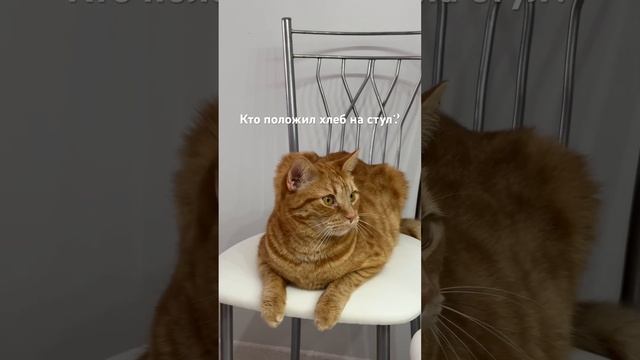 Такой милый хлебушек сидит и все слушает #котики #кот #рыжик #животные смотреть онлайн
