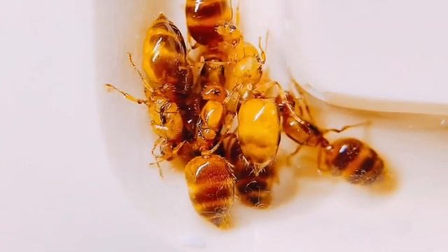 163【蟻の観察】この世界には人間でいうカースト制はないのかなあ。【飼育20日目】 смотреть онлайн
