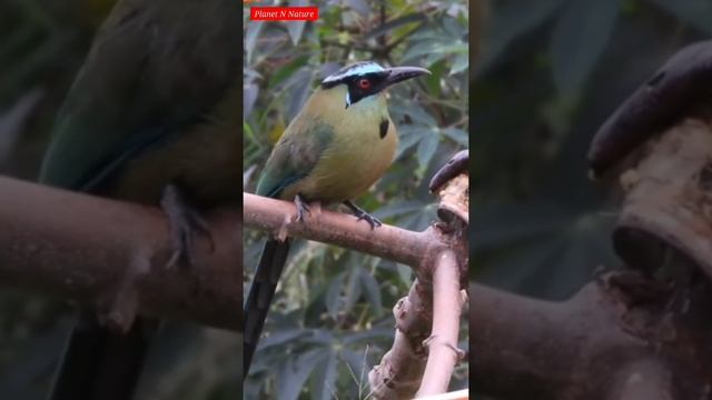 Blue Crowned Motmot || Planet N Nature #shorts смотреть онлайн