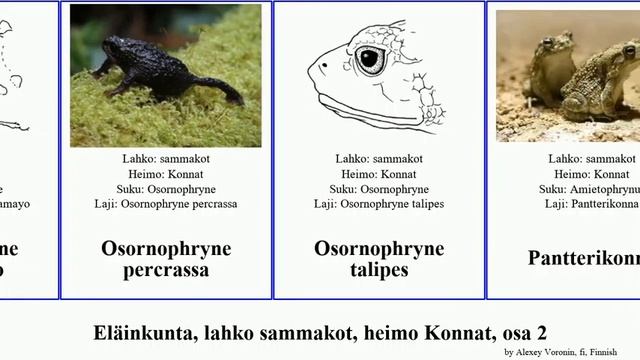 Eläinkunta, lahko sammakot, heimo Konnat, osa 2 rhinella duttaphrynus animal jimi manu afra carens смотреть онлайн