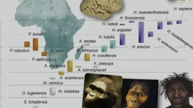 L'EVOLUZIONE UMANA di Giorgio Manzi #podcast #paleontology смотреть онлайн