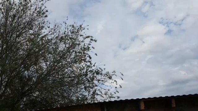 Бакинские голуби,тренировка молодых смотреть онлайн