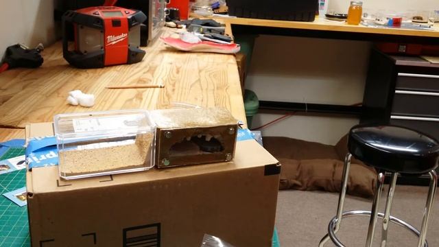 Tar Heel ants Nucleus II смотреть онлайн