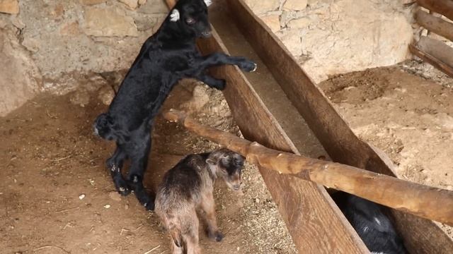 Hayvan Belgeseli , İnek Videoları , Kedi Videoları , Koyun Sesi , Keçi , Kuzu , Tavuk , Civciv,Köpe