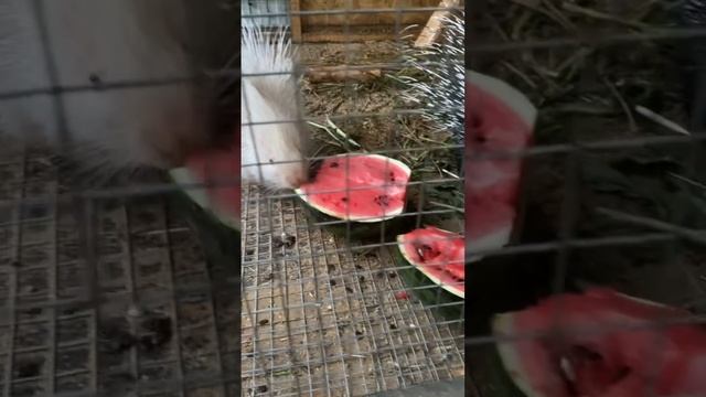 Сезон арбузов заканчивается, дикобразы наслаждаются последними #дикобраз #асмр #арбуз смотреть онлайн
