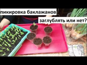 Пикировка баклажанов. Заглублять или нет?