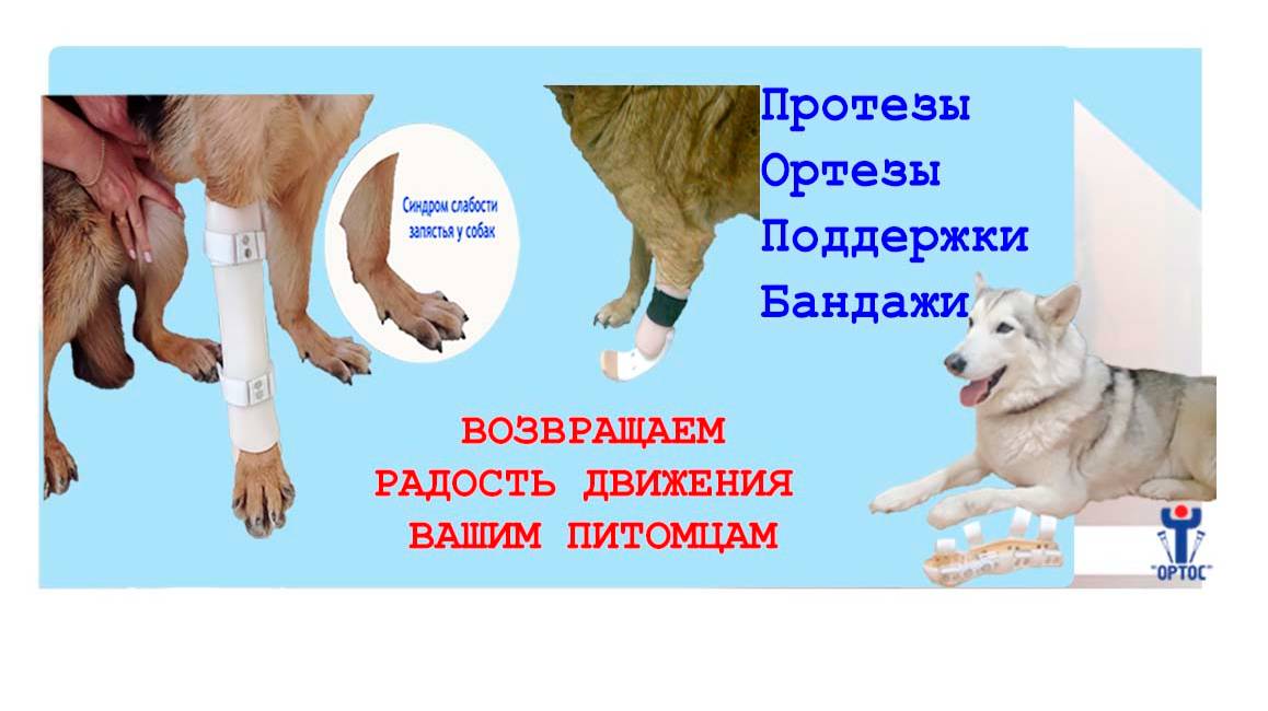 Ортез для животных.