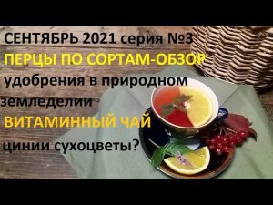 Сентябрь 2021 серия №3 Обзор перцев по сортам. Сухоцветы, витаминный чай и много что ещё)