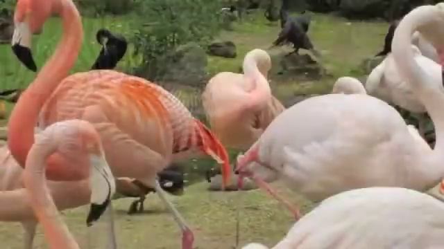 Wonderful flamingo world смотреть онлайн