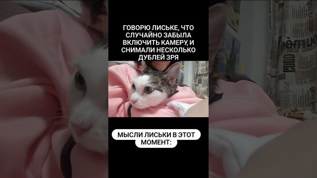 Лиська-перфекционист👌 #кошки #кошкивидео #смешноевидео #животные #смешное #звезда смотреть онлайн
