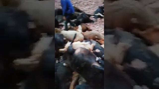 срки Маънидин д.Биёвак н.Рашт Санг чаршидаст хамаша кушт смотреть онлайн