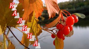 «КАЛИНА»    Я был счастлив здесь, и уже не буду...(Иосиф Бродский)