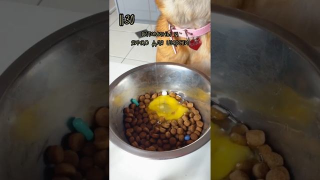 ради этого ролика пришлось взять собаку с улицы🥲 смотреть онлайн