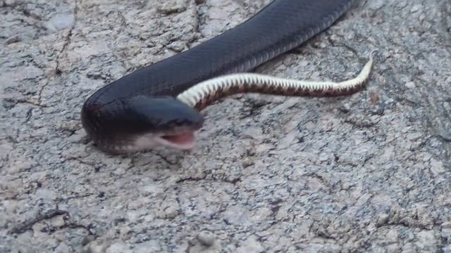 COBRA MUÇURANA EM BUSCA DA JARARACA VIDEO 2 смотреть онлайн