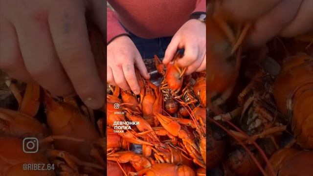ВЫБИРАЕМ САМОЧЕК 🦞 ВОЛЖСКИЕ РАКИ #рыбец64 #доставка смотреть онлайн