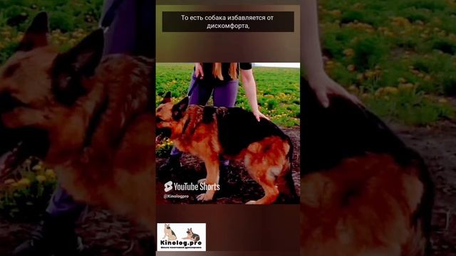 Чем современные методы дрессировки лучше старых, советских. Часть 3 смотреть онлайн