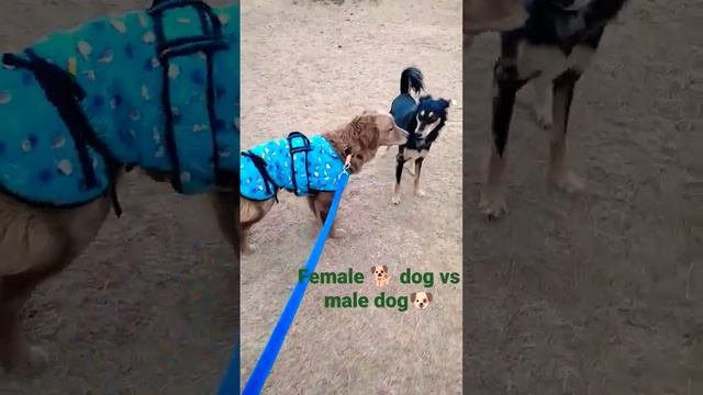 Female🐕 dog Vs male🐶।#pyar #jabwemet#kushihaitu#2ndmeeting #viralvideo#trending #youtubeshorts#cute смотреть онлайн