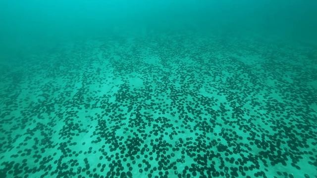 연잎성게의 기이한 현상 смотреть онлайн