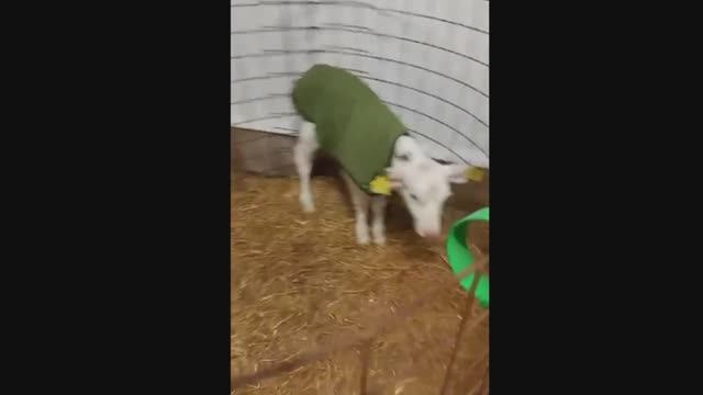 Телята в одежде. Телята в пальто смотреть онлайн