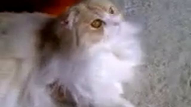 ちゅんちゅんさん？どこ？ смотреть онлайн