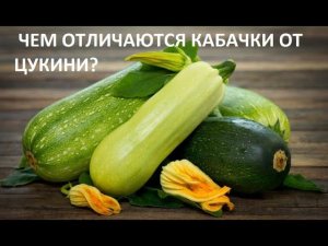 Чем отличаются кабачки от цукини?