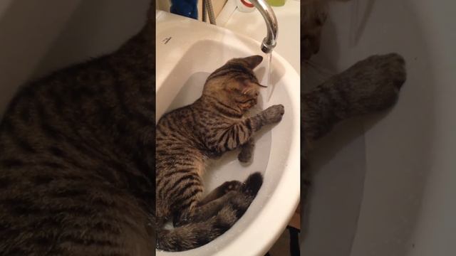 Кекс купается смотреть онлайн