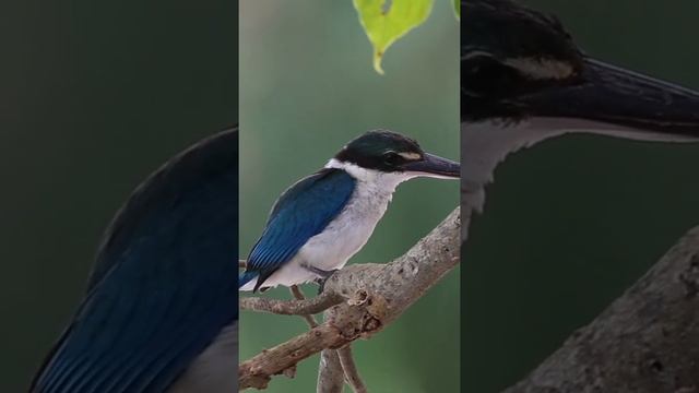 No one has ever seen such a beautiful bird before !! OF NATURE TV смотреть онлайн