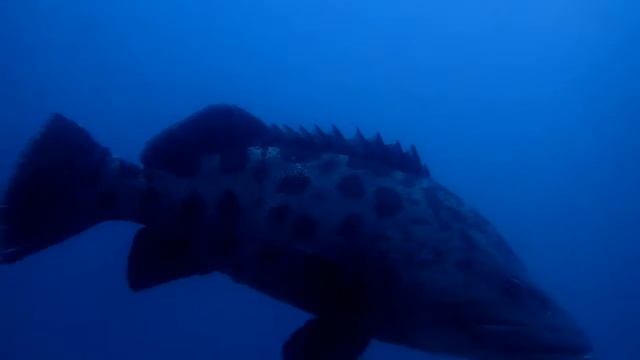 Potato Bass смотреть онлайн