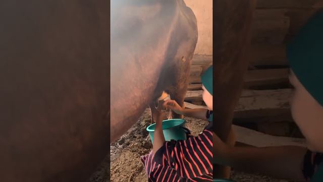 Сиыр сауып үйрену /Ауылым/ Сиыр сауу /