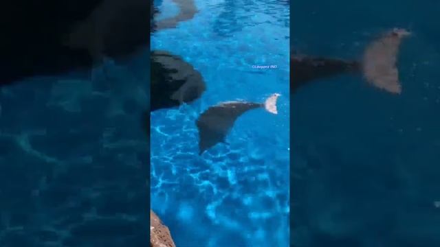 Dolphin are swiming #shorts #dolphin смотреть онлайн