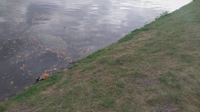 МОСКВА. ЦАРИЦЫНО. УТОЧКИ И КИТАЙЦЫ 😁😁😁21.09.23 смотреть онлайн