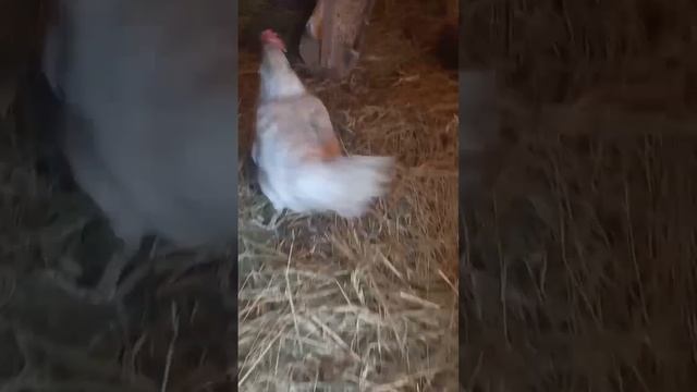 домик в деревне!#зима #воронеж #деревня #работа #собака #труд #жизньвдеревне #жиза #животные #куры смотреть онлайн