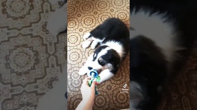 уставший щенок #dog #животные #друг #собака #щенок #максаусси #аусси #австралийскаяовчарка смотреть онлайн