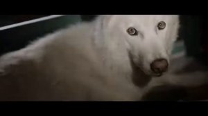 Волк и лев (2021) ТОП 1 %8.5
