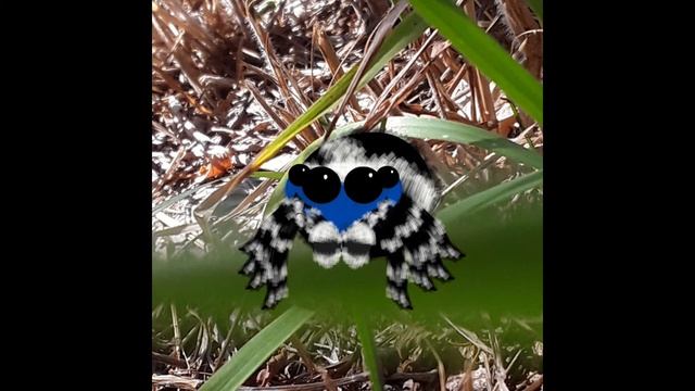 Blue face peacock Spider (Animated) смотреть онлайн