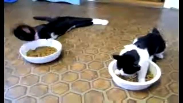 Котов накурили смотреть онлайн