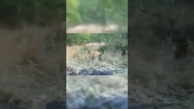 African Wildlife - Wildlife - Animal World| #shorts | смотреть онлайн