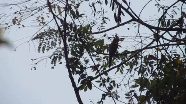 Tawny Rajah butterfly caught by Blue tailed bee eater ( Birds of India) смотреть онлайн