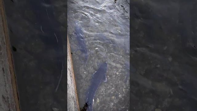 🔥Осëтр/форель 🤓 #форель#осетр#рыбалка#спиннинг#горы#отдых#видеошортс#шортс#рыба#fishing#fishingvide смотреть онлайн